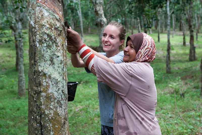Two Ladies Tapping a Natural Rubber Latex Tree Two Ladies Tapping a Natural Rubber Latex Tree