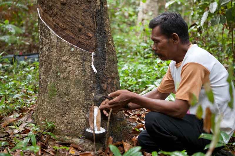 Man Tapping Latex from a Rubber Tree Man Tapping a Latex Rubber Tree