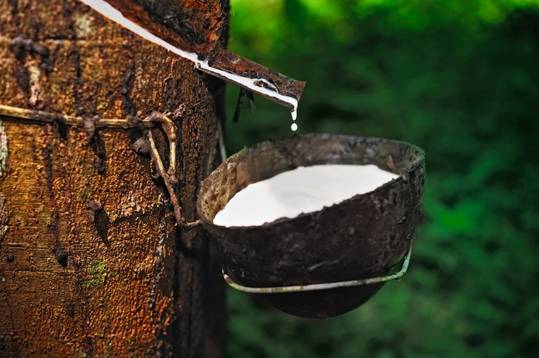 Latex Tapping from Rubber Tree Latex from Rubber Tree