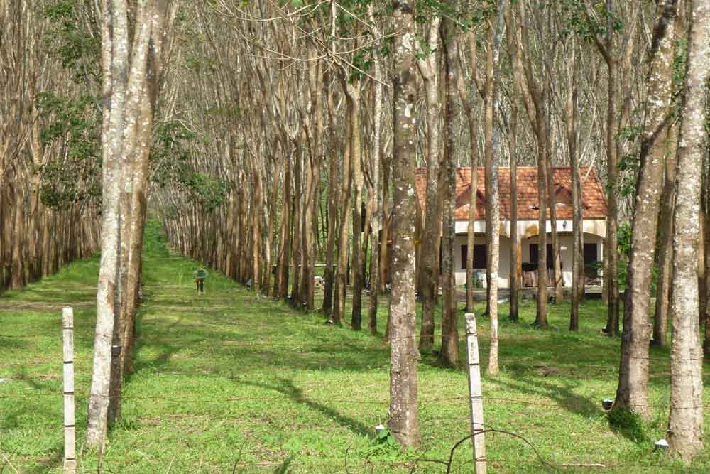 Plantation Rubber Tree Plantation