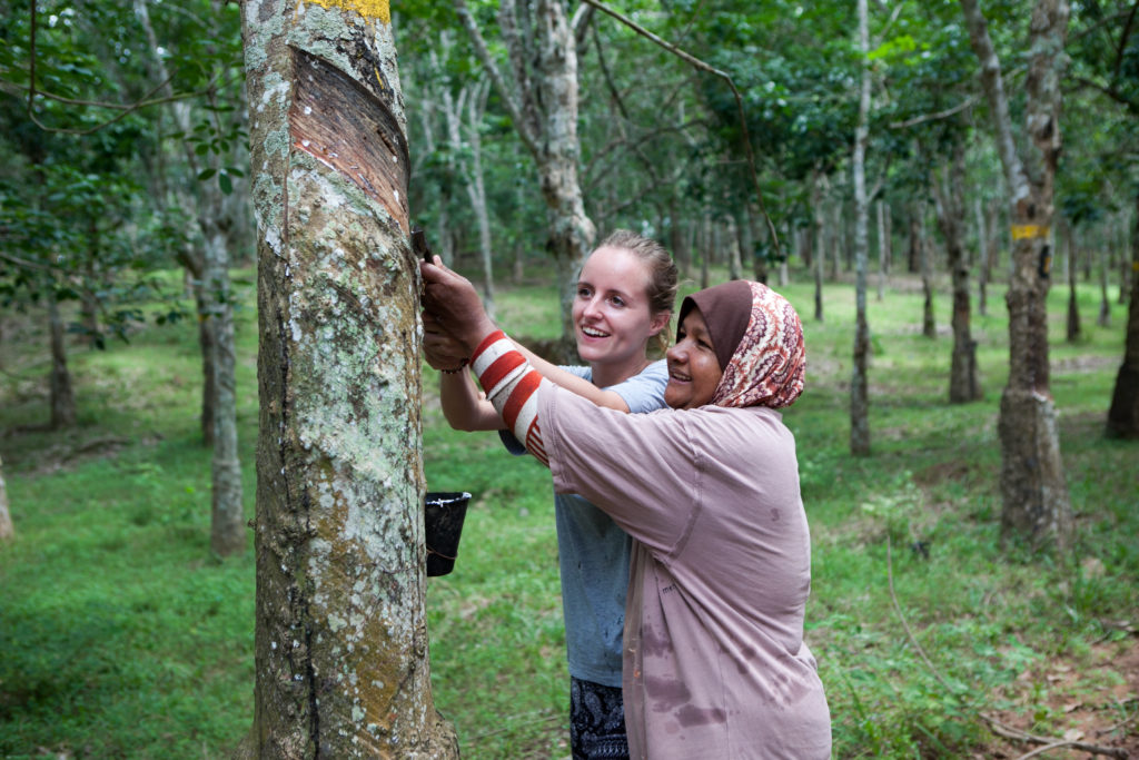 Natural Rubber Harvesting