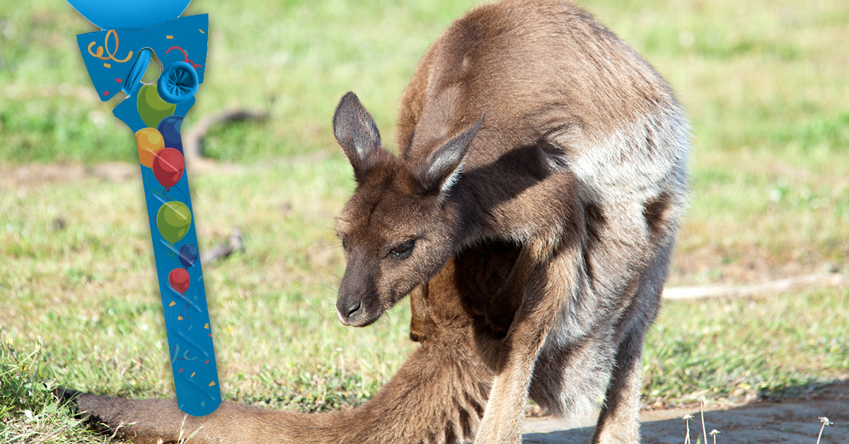 BalloonGrip Reaches Kangaroo Island